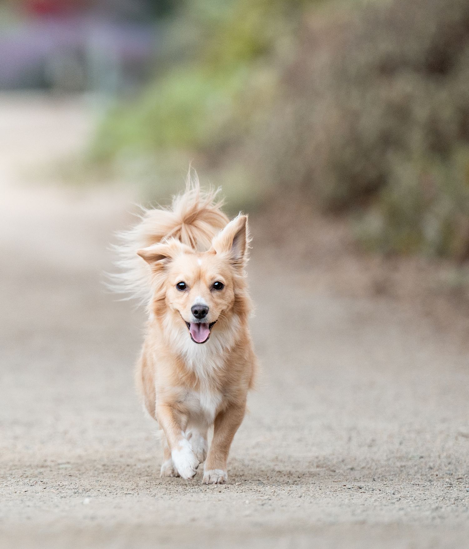 Small tan Chihuahua mix dog running on a dirt path.