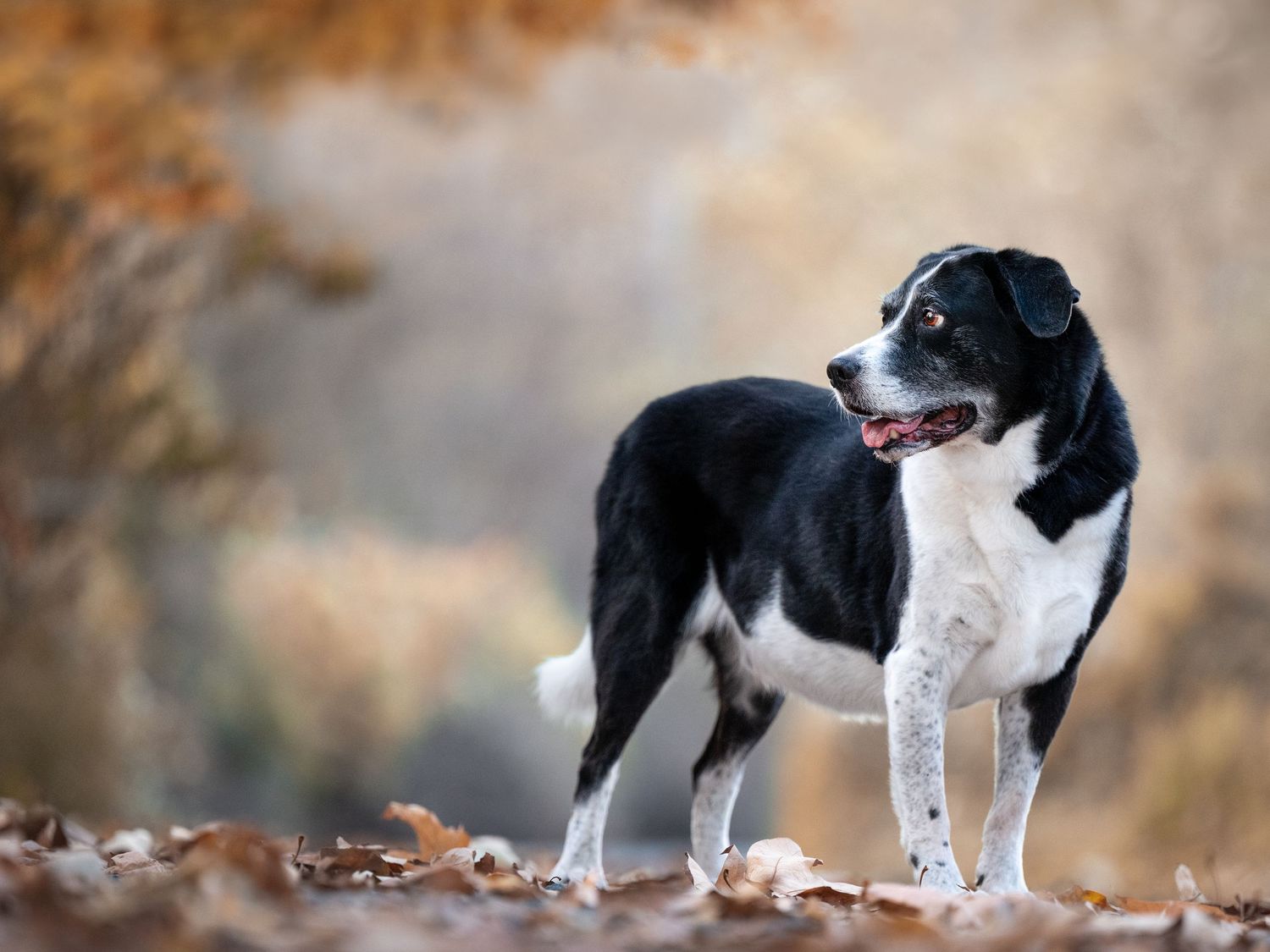 A black and white border collie explores an autumn forest setting.