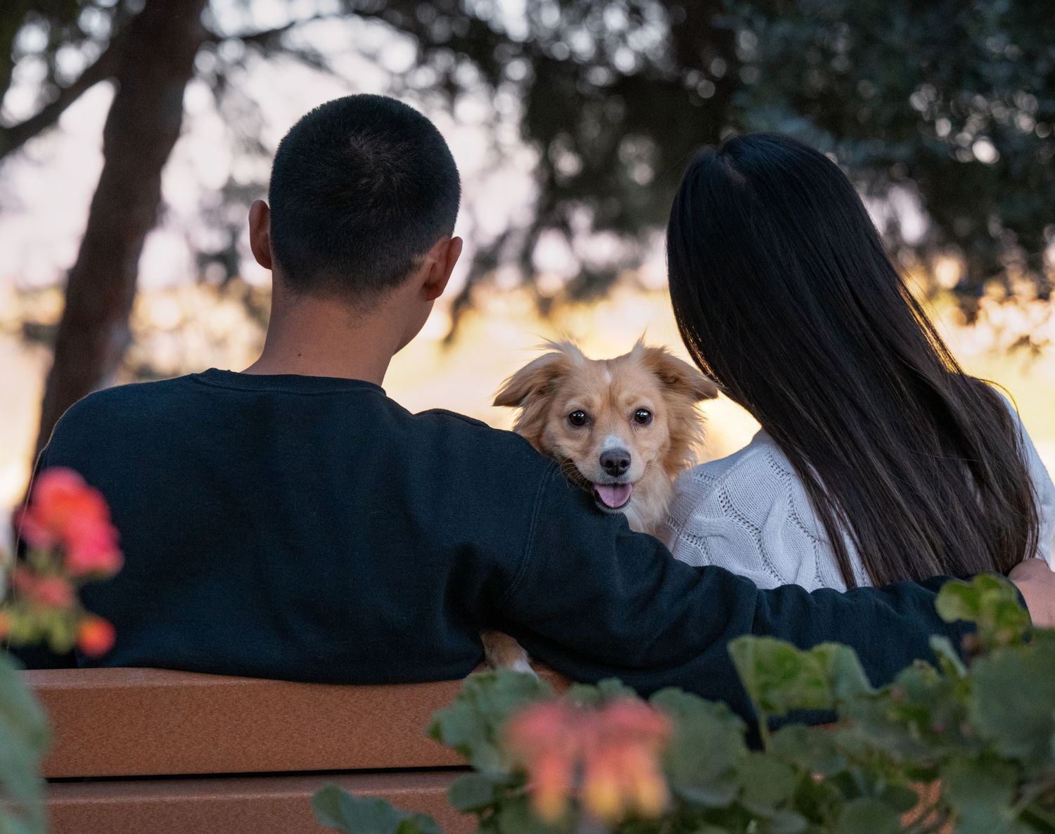 Dogs and their owners gathering at an outdoor event during sunset.