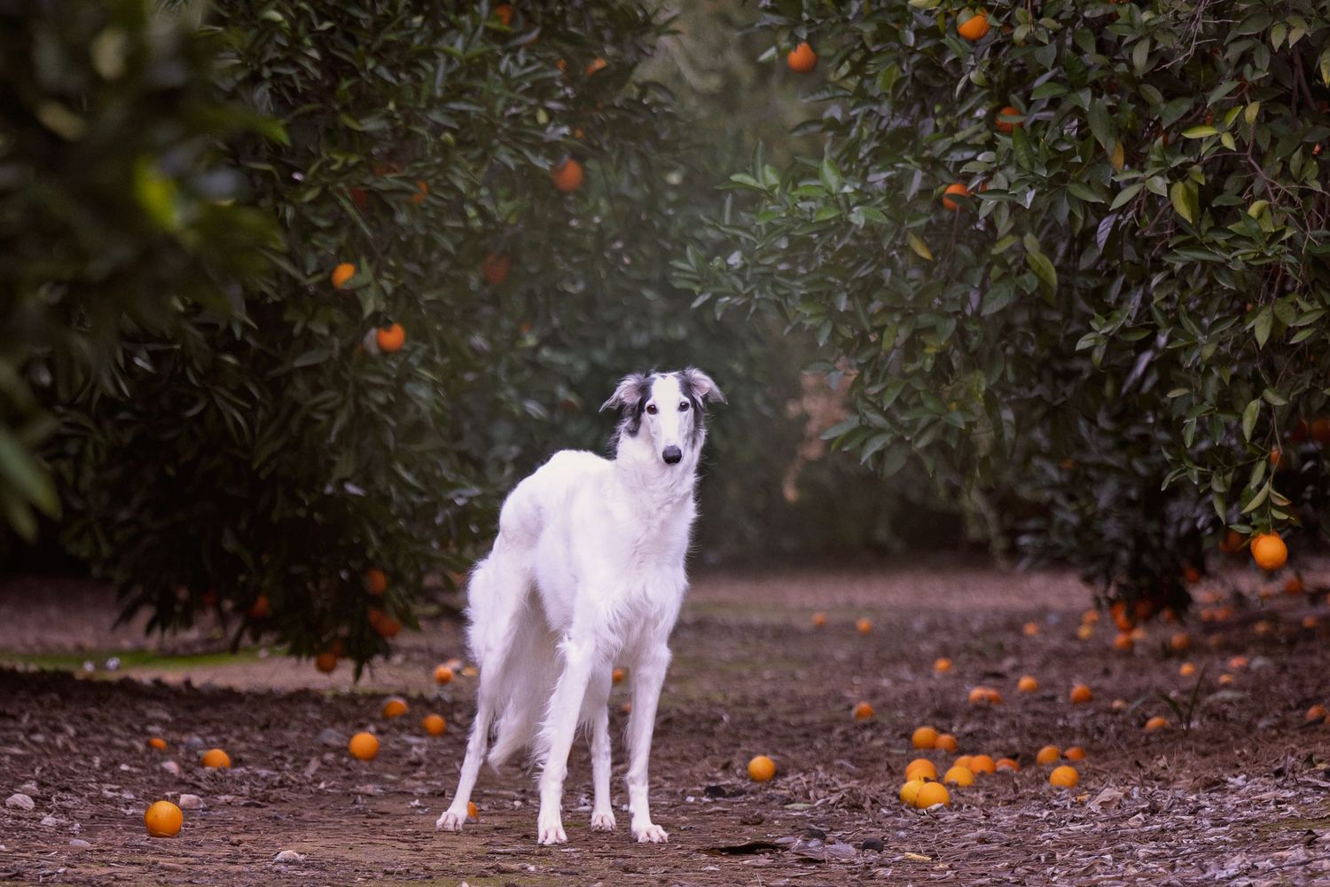 White dog standing in a garden path with fallen orange fruits scattered on the ground beneath citrus trees.
