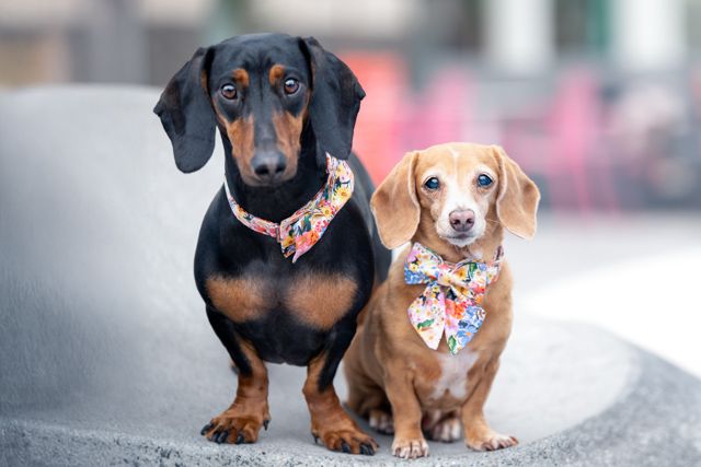 Two dachshunds, one black and one tan, wearing floral accessories pose together.