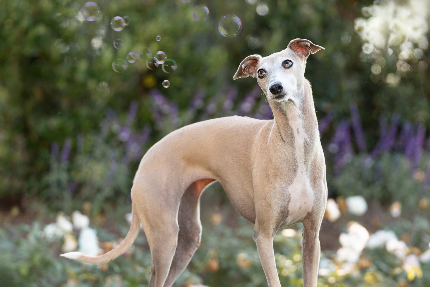 Multiple tan whippet dogs standing gracefully in a garden with purple flowers in the background.