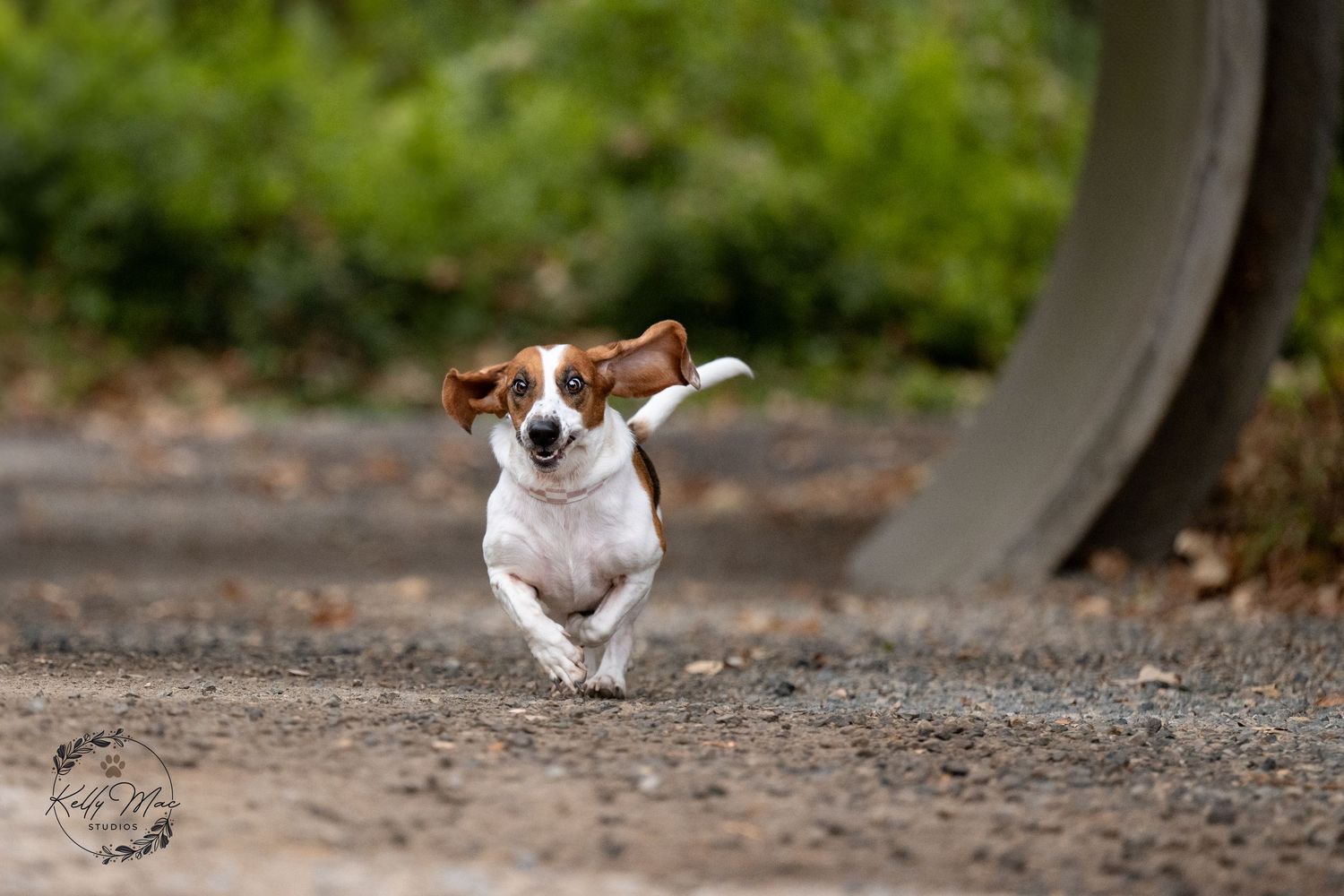 Playful brown and white dog running on a dirt path through a wooded area.