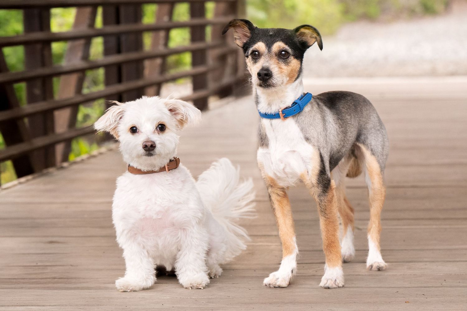 Two small dogs, a white fluffy one and a brown and white terrier mix, sitting together on a wooden deck.
