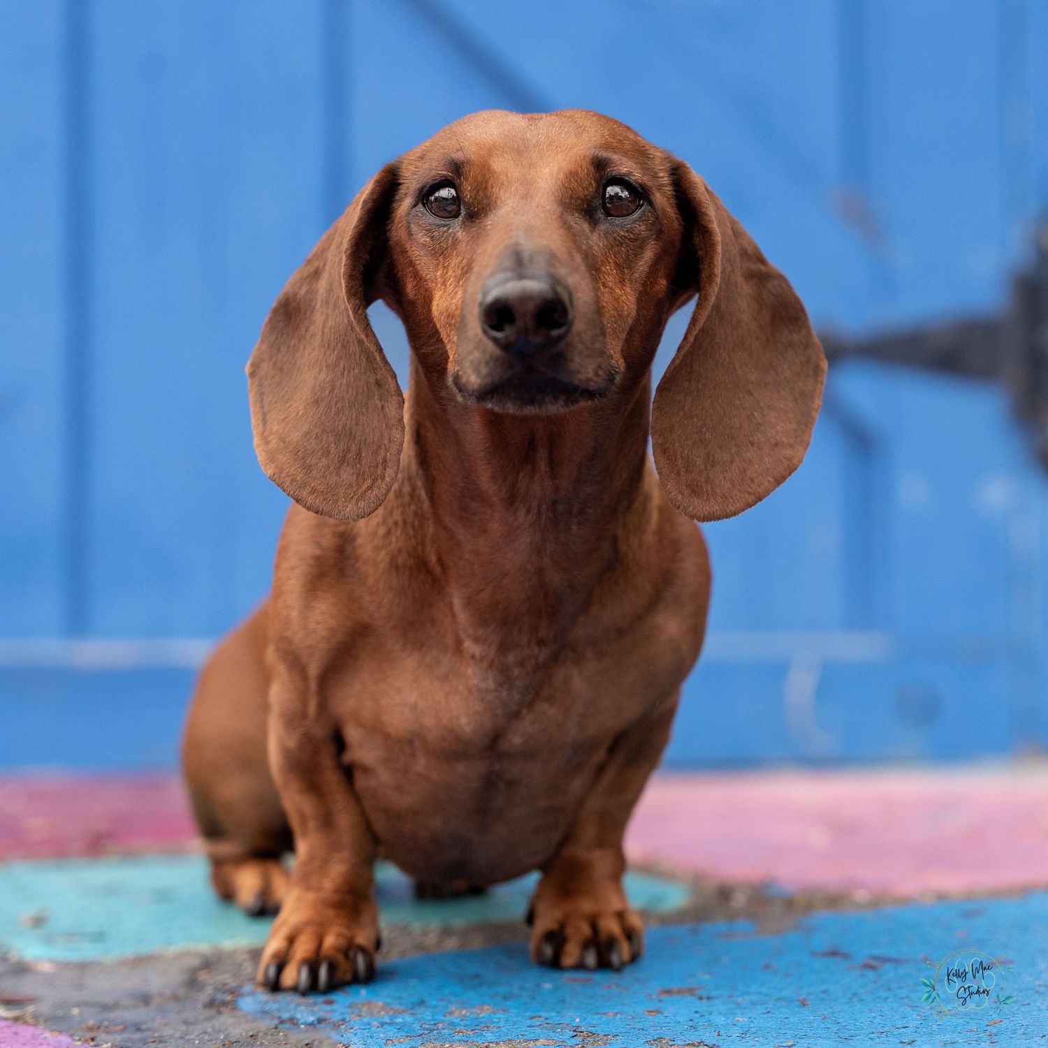 A brown dachshund poses on a blue surface showing its elongated body.