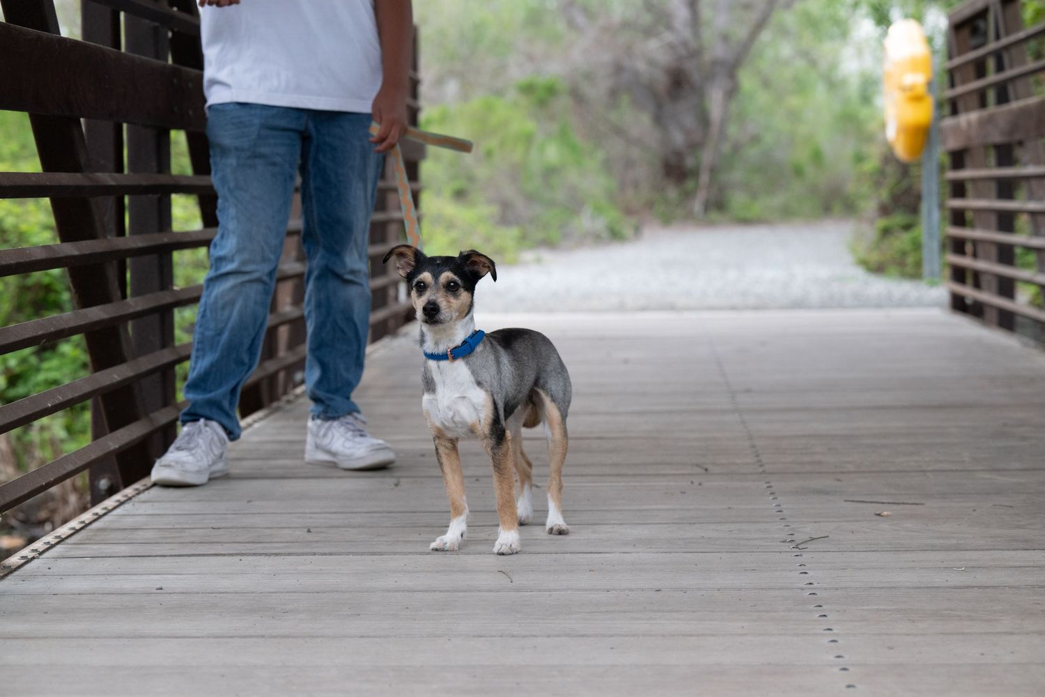 A dog and its owner walk across a wooden bridge pathway surrounded by green foliage.