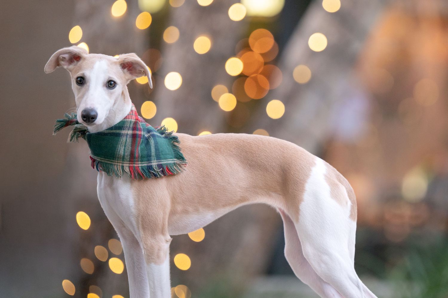 White and fawn whippet wearing plaid scarf poses with holiday lights in background in Claremont Village.