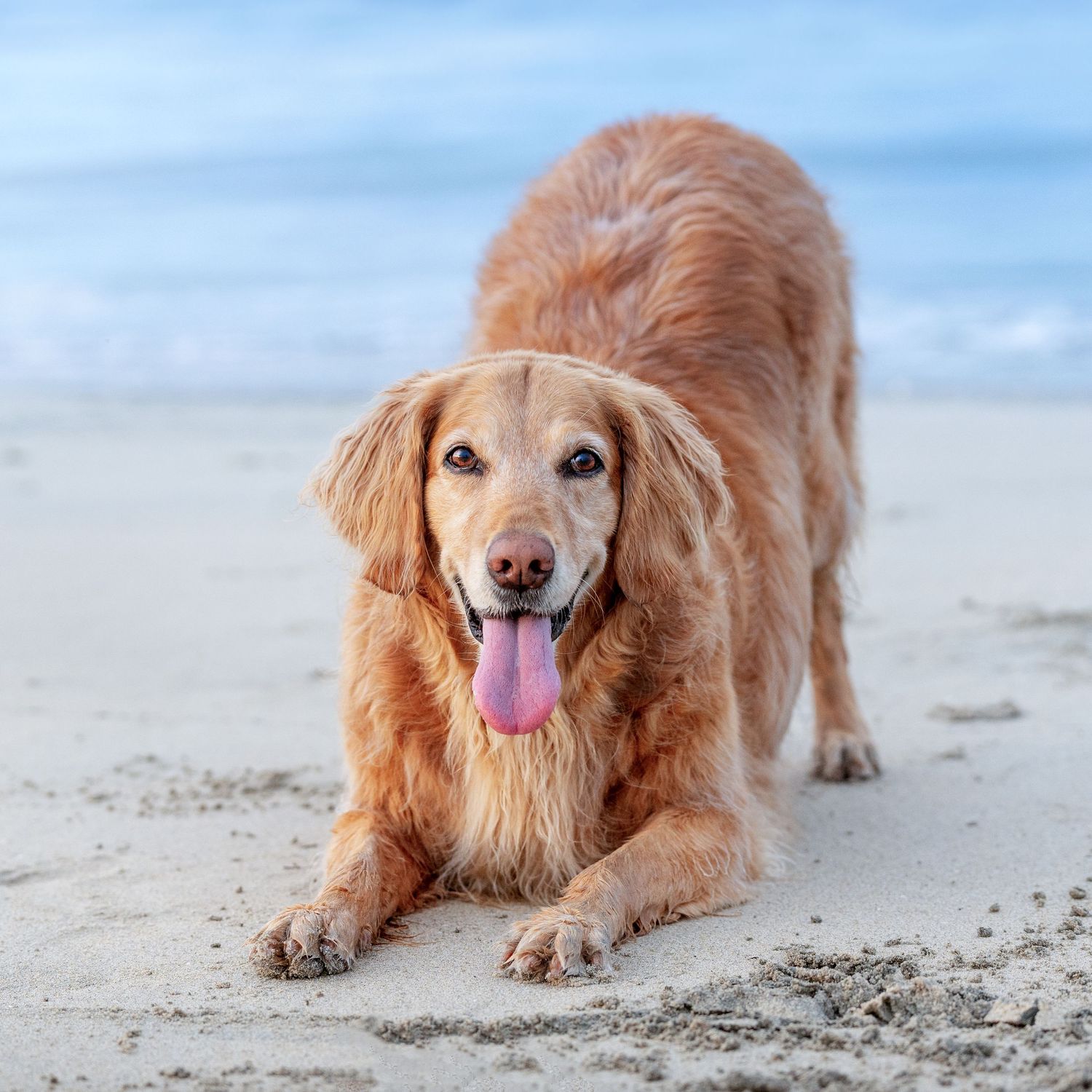 Golden retriever stretches playfully on a sandy beach with tongue out and happy expression.