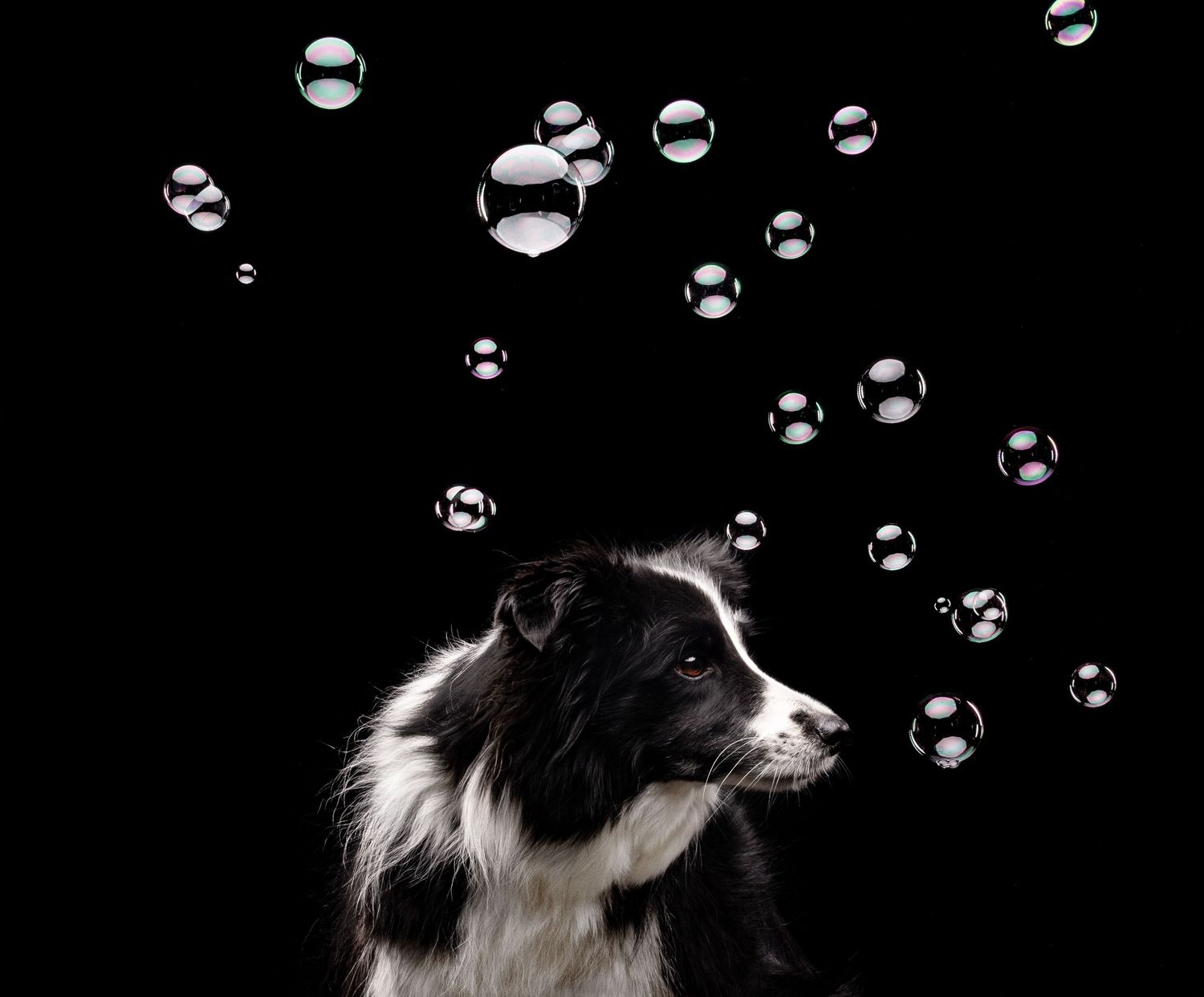 Black and white portrait of Border Collie with floating soap bubbles against dark background.