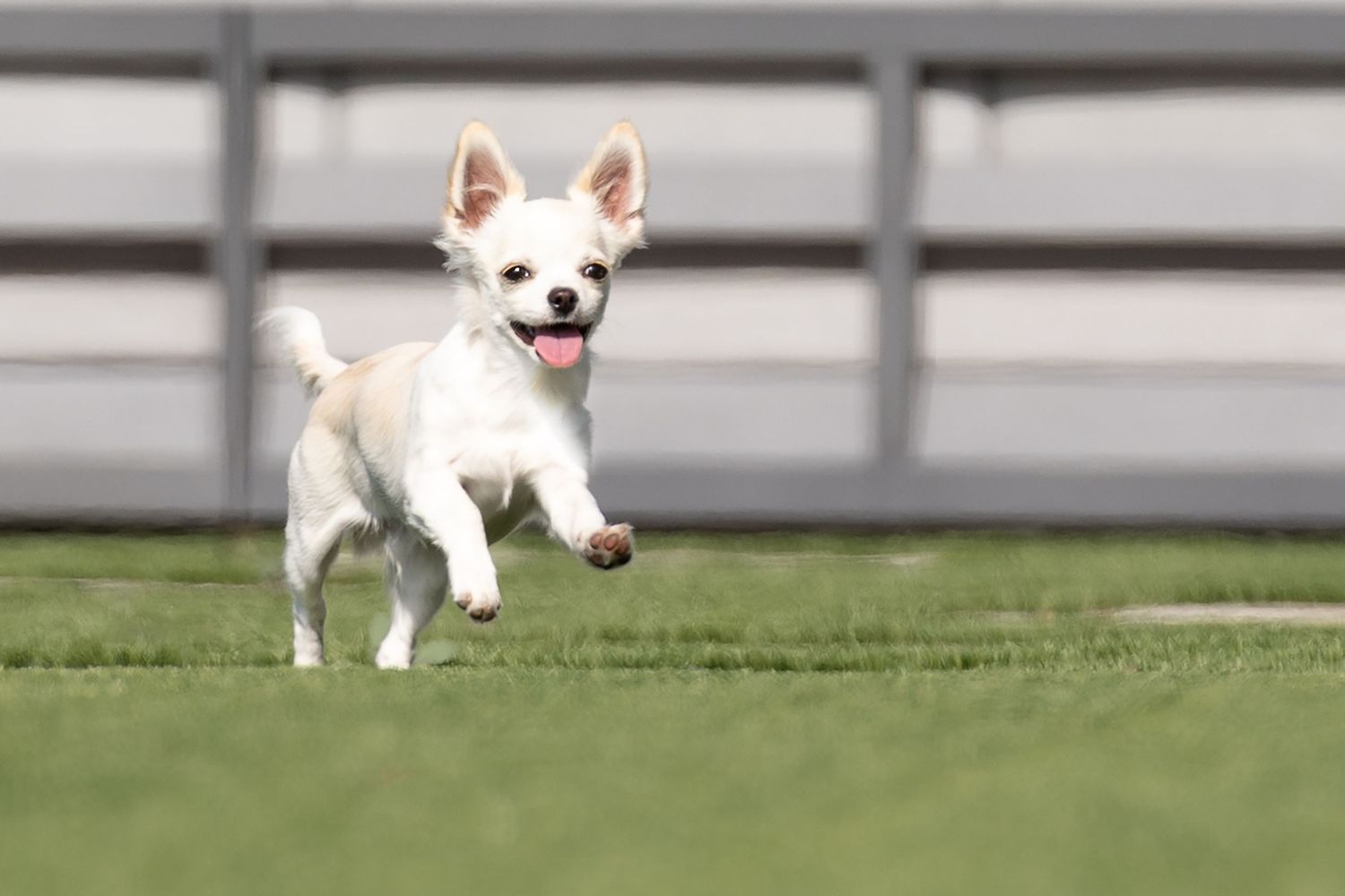 Small white dog running and playing on grass.
