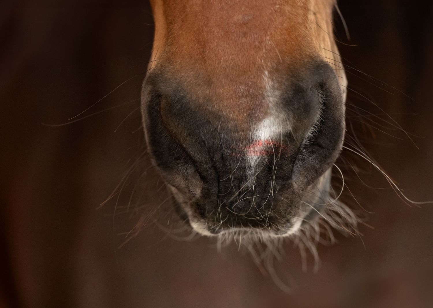 Close-up equine portrait detail, Kelly Mac Studios.