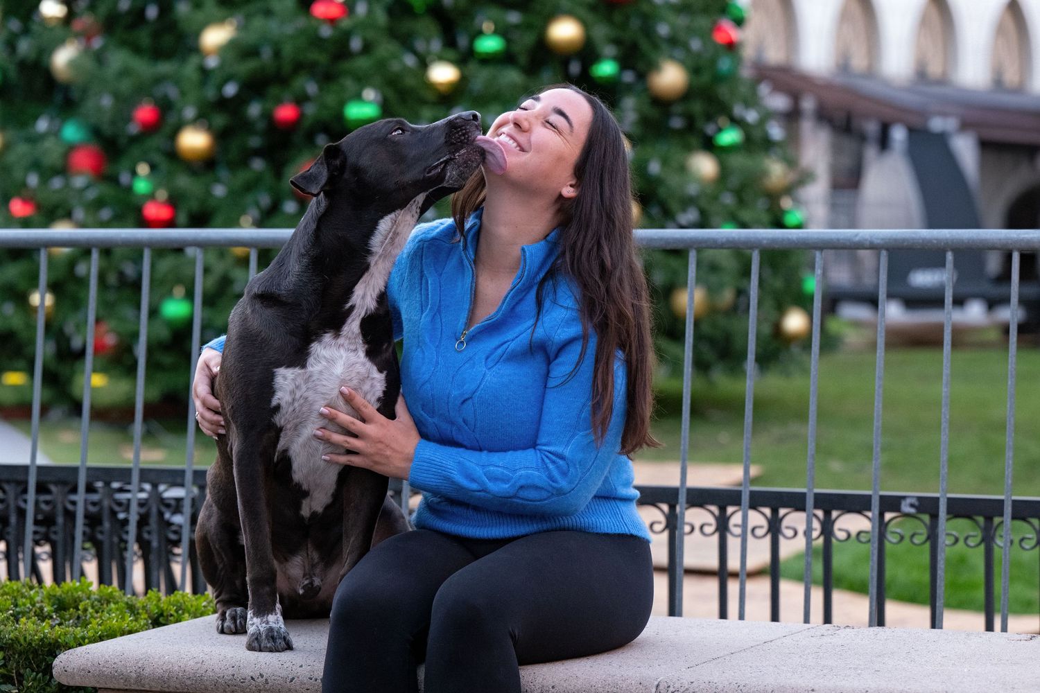 Christmas decorations and ornaments at Victoria Gardens in Rancho Cucamonga as a backdrop for a black and white dog kissing his owner.