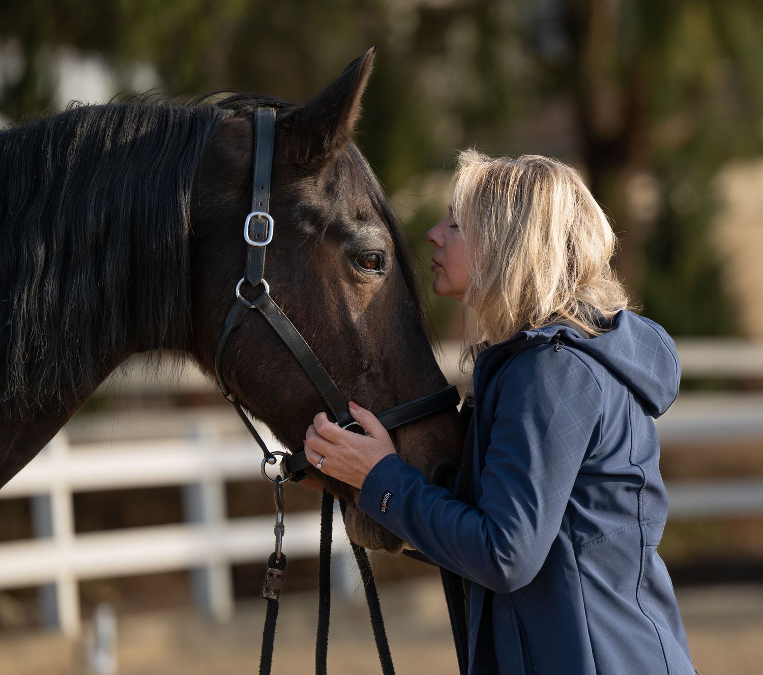 A black horse receives affectionate attention while wearing a bridle and halter.