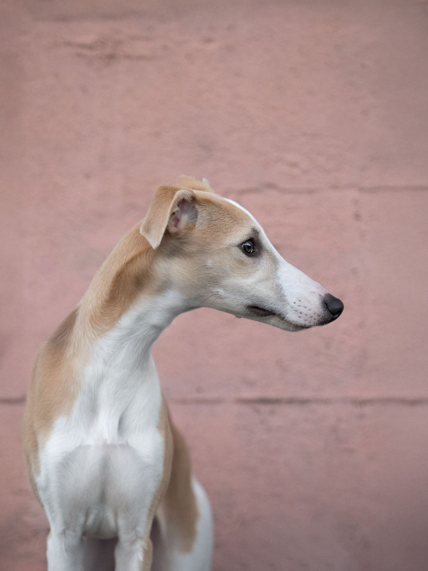 Whippet dog profile showing elegant neck and head shape against pink background.
