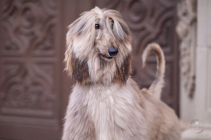 An elegant Afghan Hound with long flowing beige fur poses regally against a decorative background.
