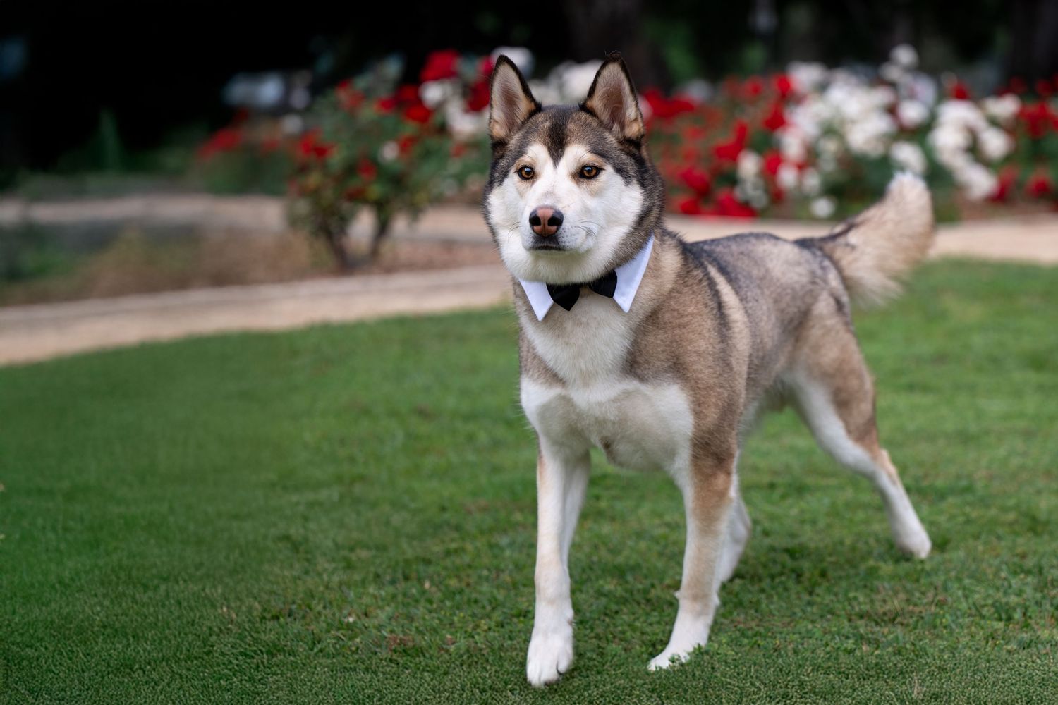 Group of husky dogs arranged on a lawn with red flowers visible in the background.