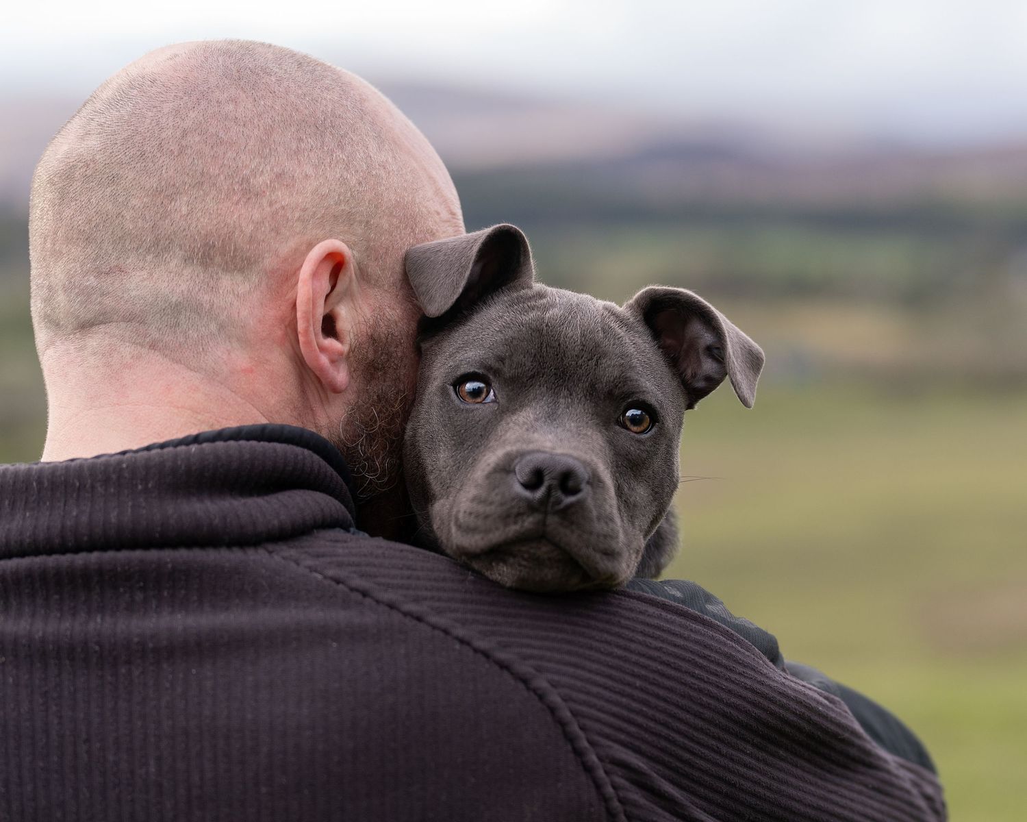 A small grey French Bulldog puppy resting on someone's shoulder.