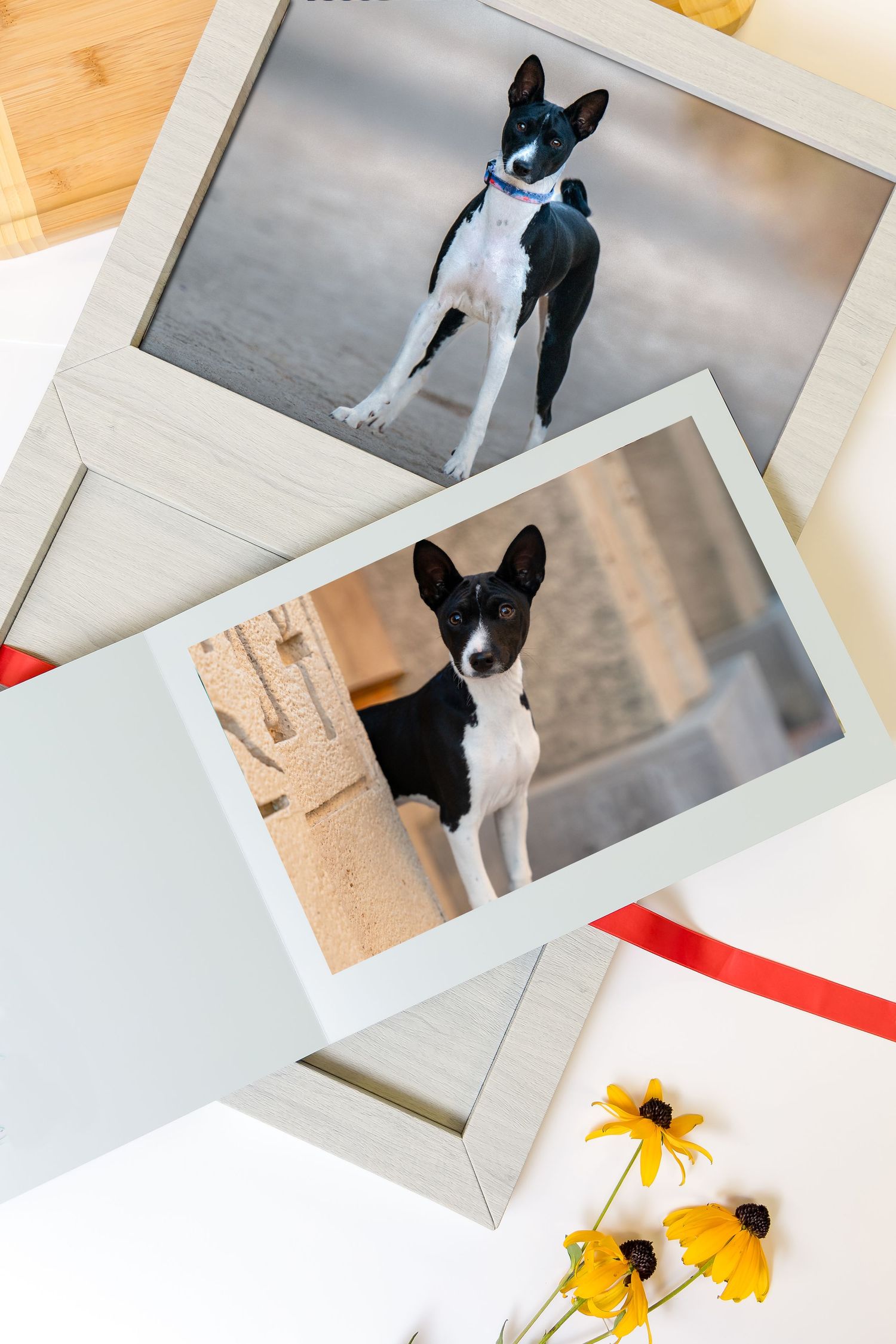 Multiple photographs of a black and white dog displayed on a wooden surface.