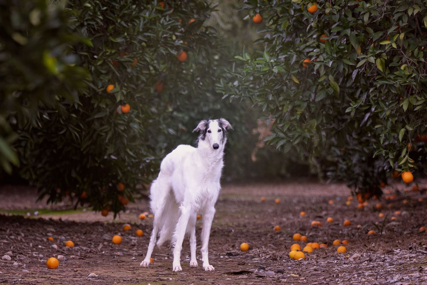 A white dog stands beneath orange citrus trees as fallen fruit scatters across the ground.