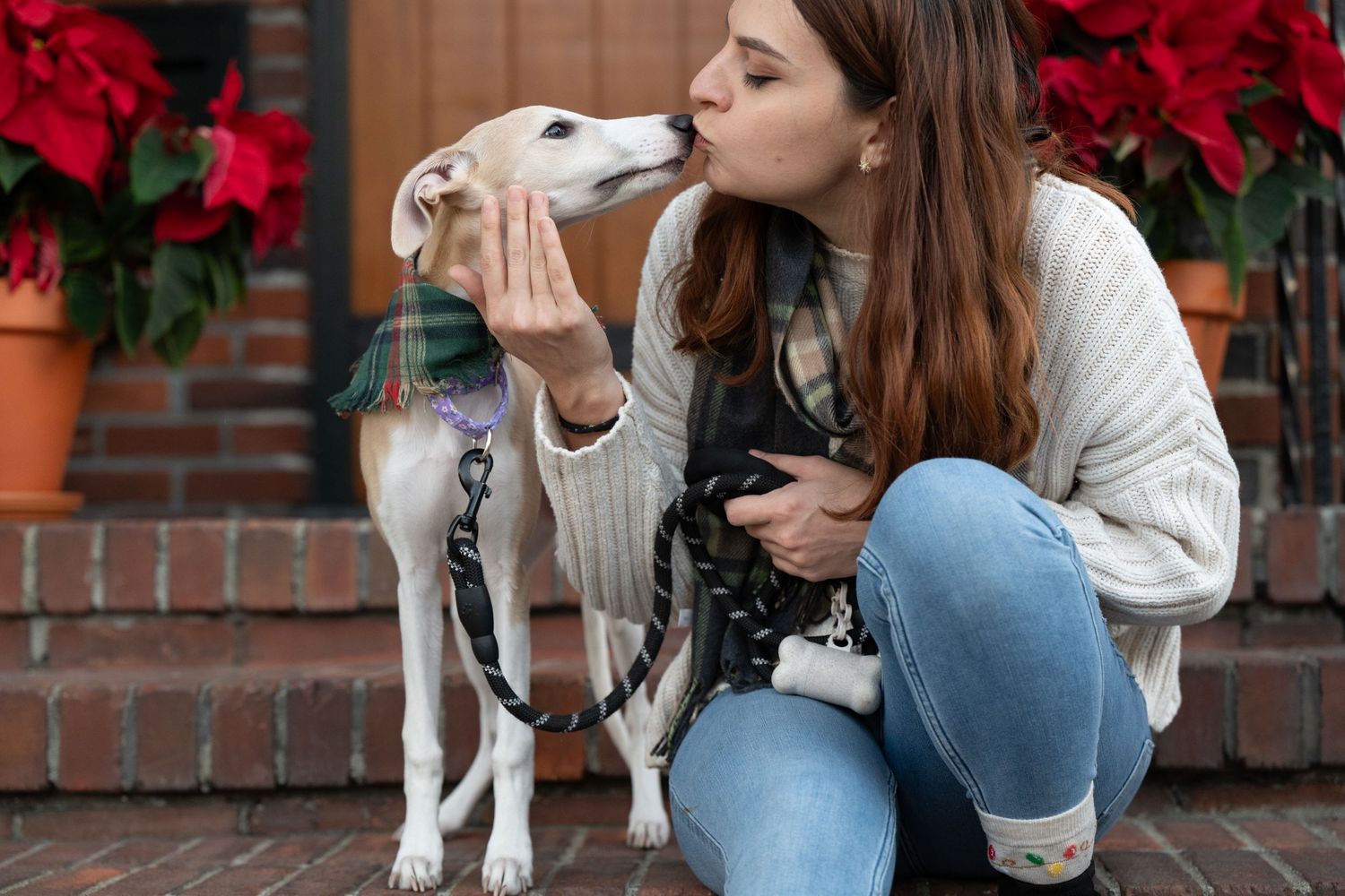 White dog with brown spots sitting near poinsettias and brick wall during holidays.