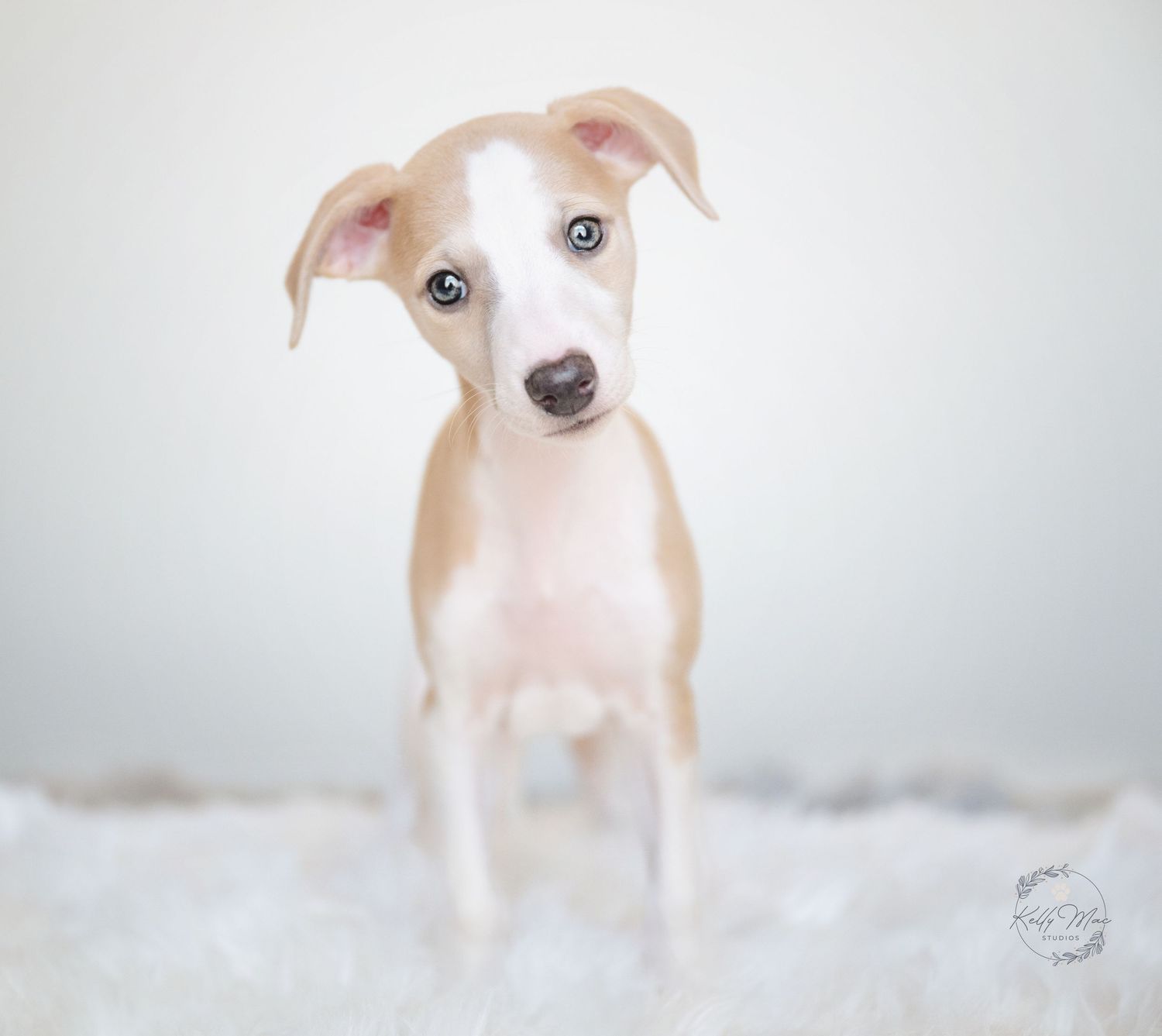 Whippet puppy with tan markings photographed against light gray background.
