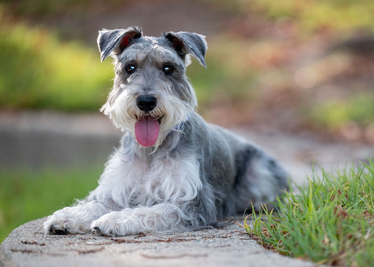 A scruffy grey terrier mix dog relaxes on grass with a happy expression.