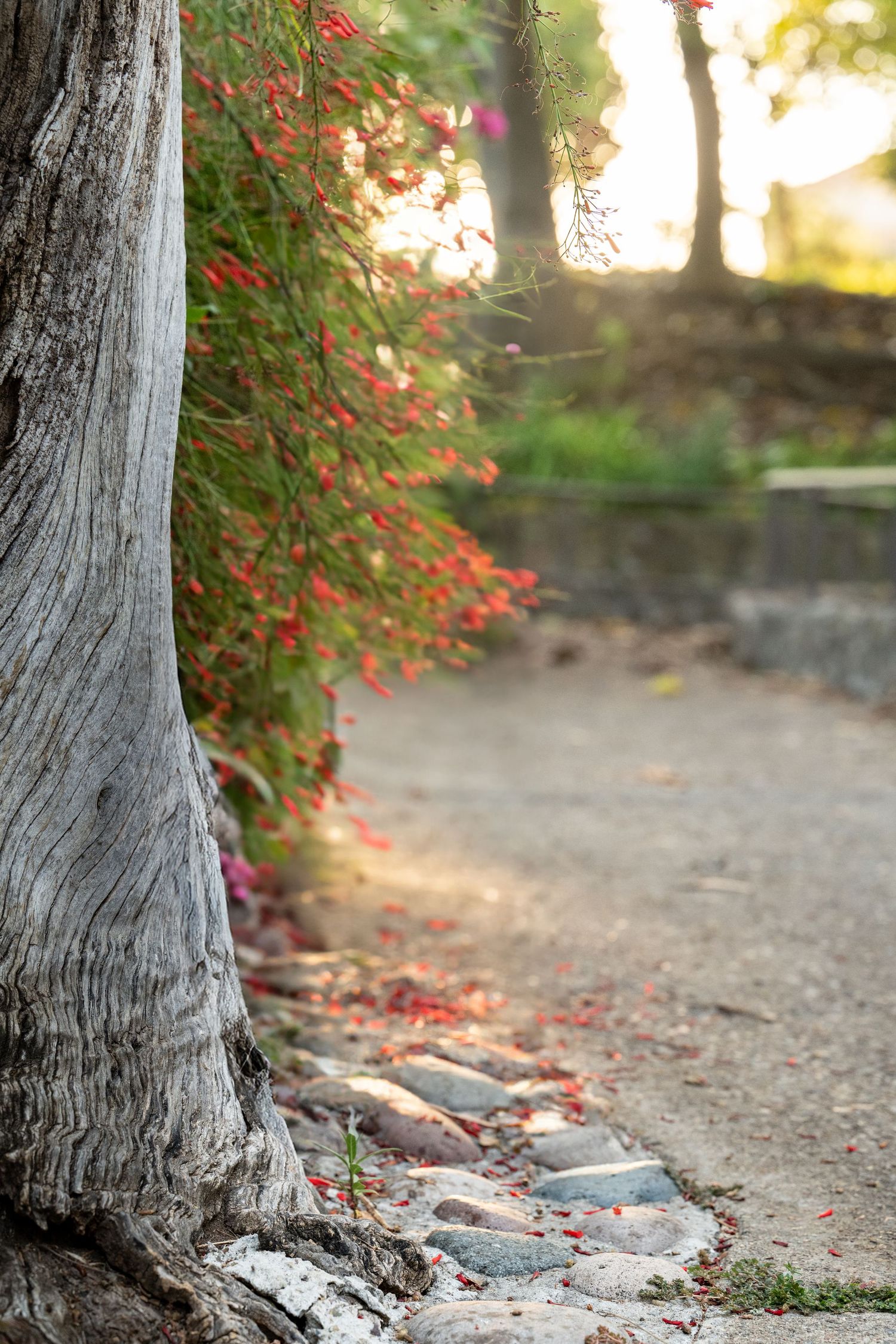 Tree trunk with red berries and fallen leaves on a dirt path during autumn.
