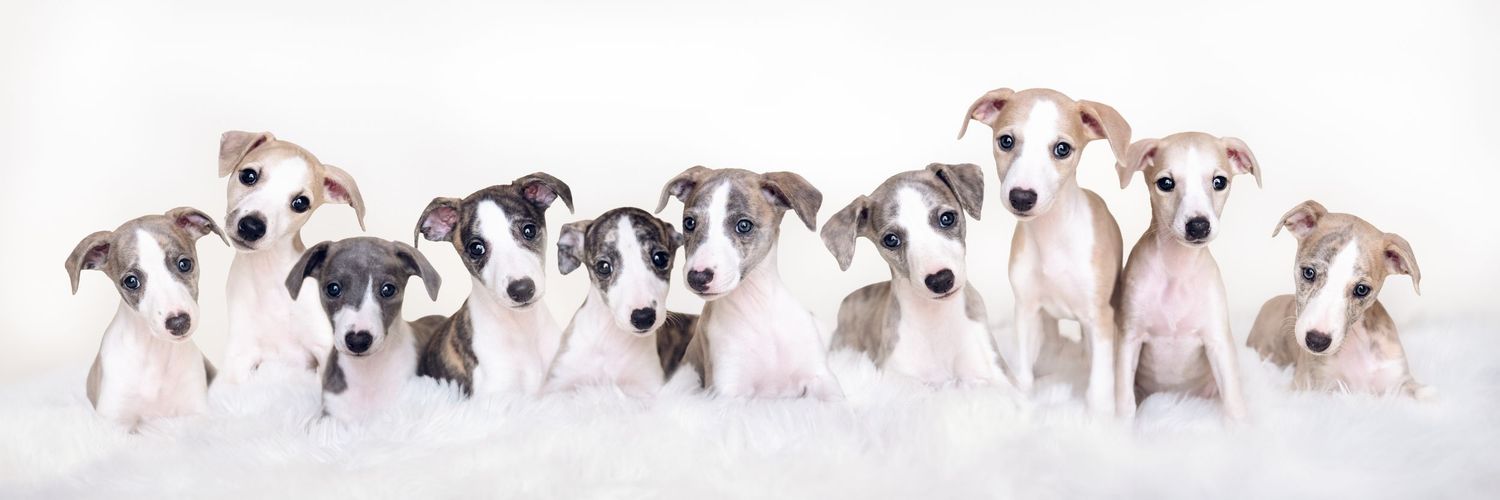 Multiple whippet puppies arranged in a row against a white studio backdrop.