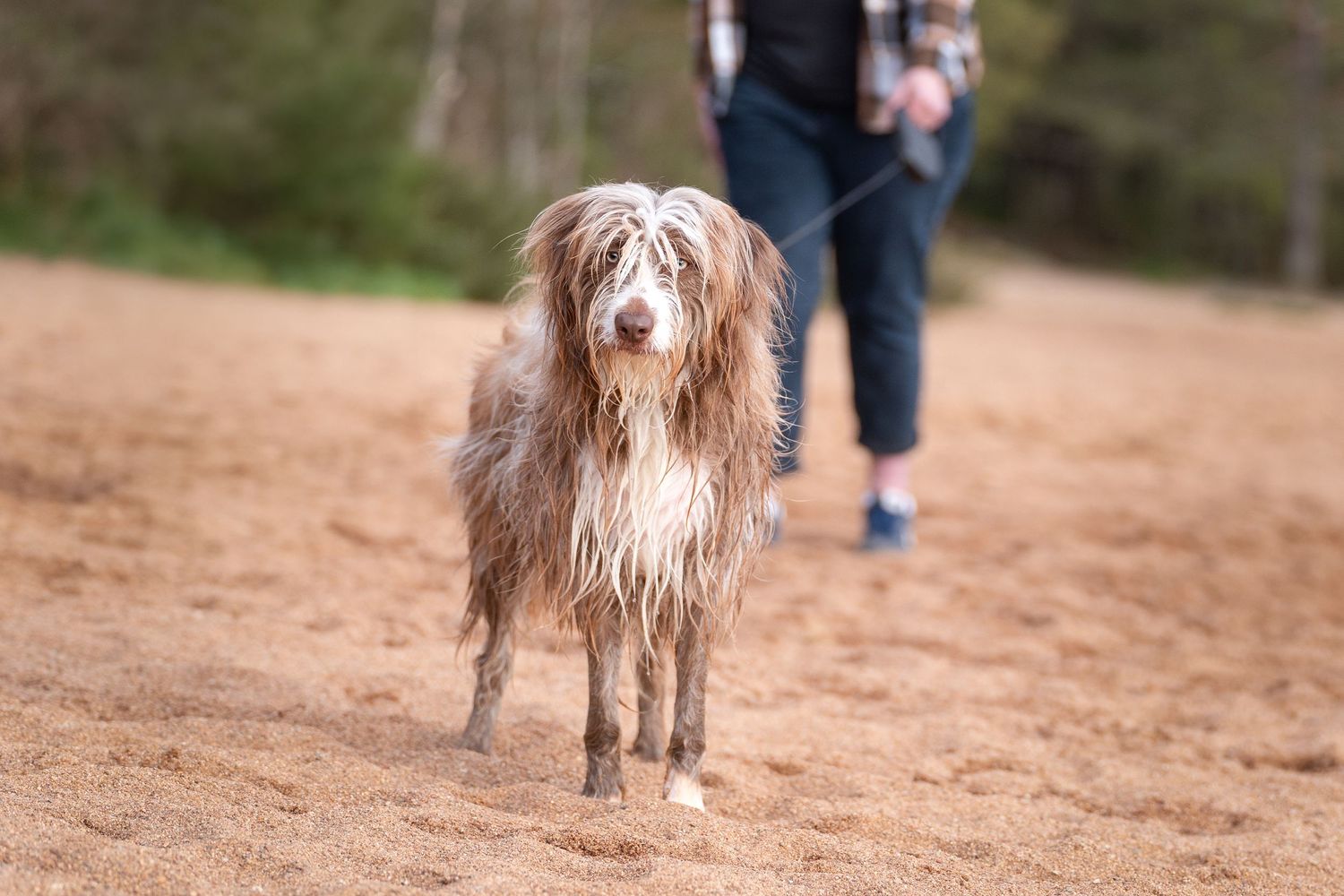 Several dogs running and playing in a sandy outdoor area.