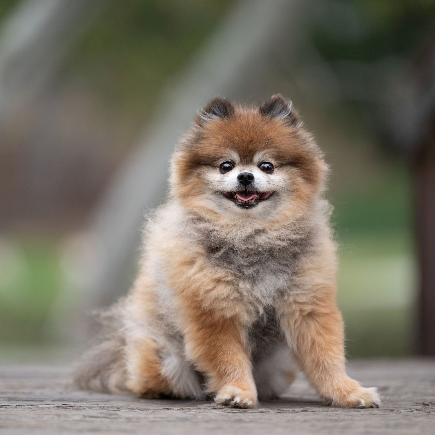 Series of adorable Pomeranian dog portraits showing fluffy orange fur and expressive faces.
