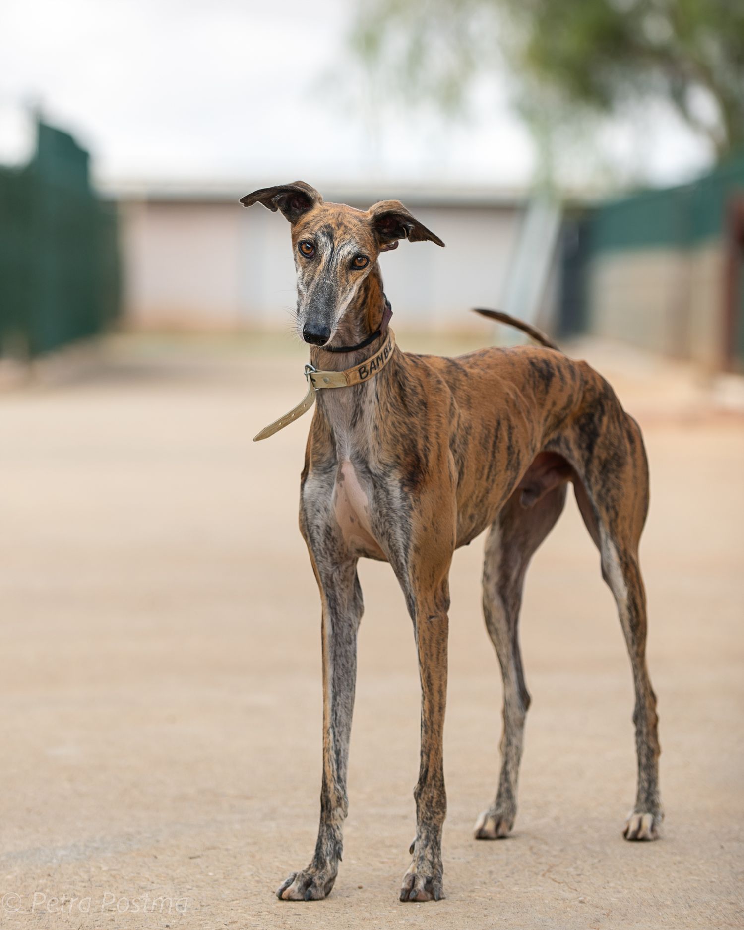 Brindle greyhound standing alert on dirt path with collar.