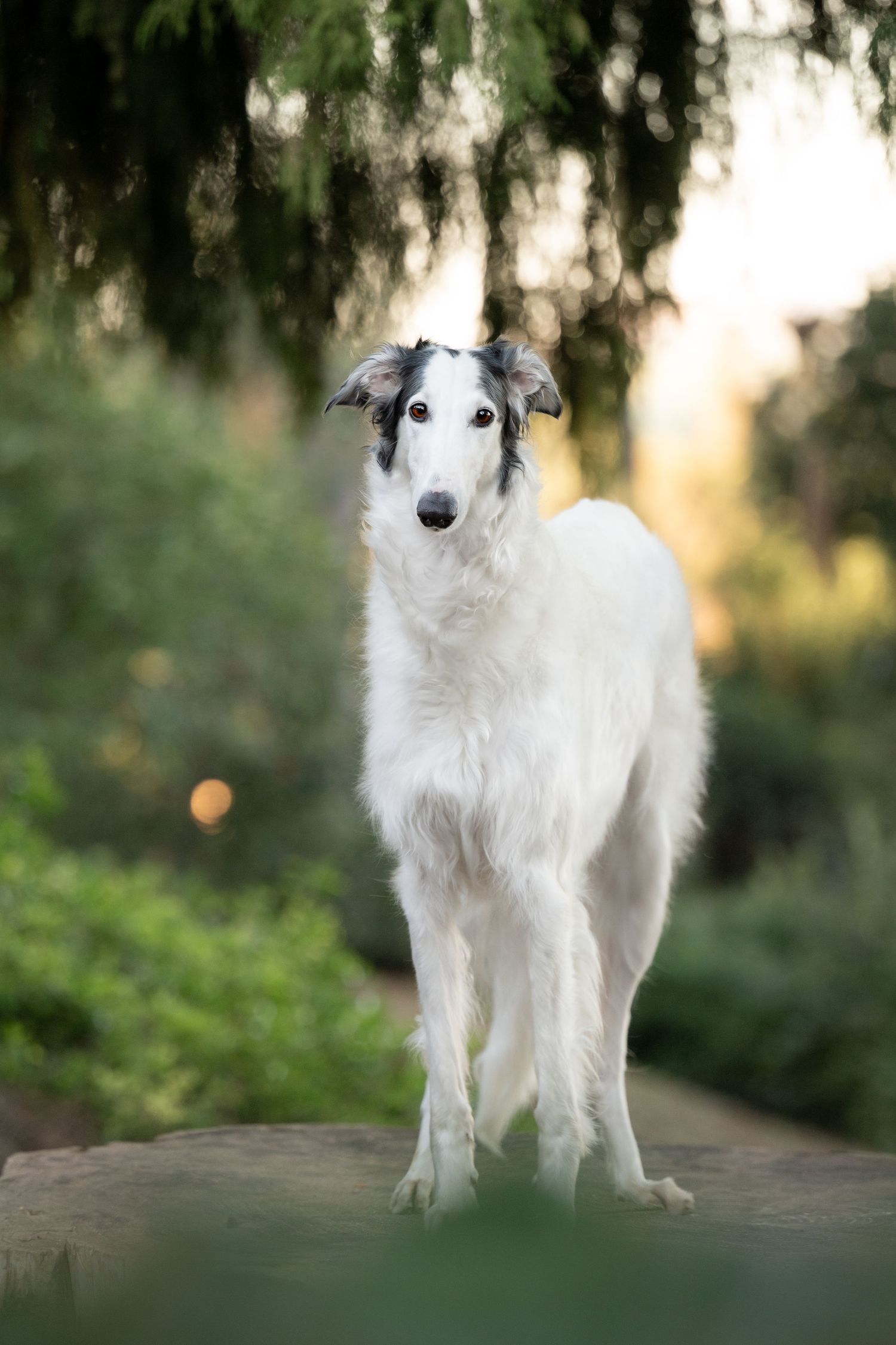 A majestic white Borzoi dog stands gracefully in a natural outdoor setting during golden hour.