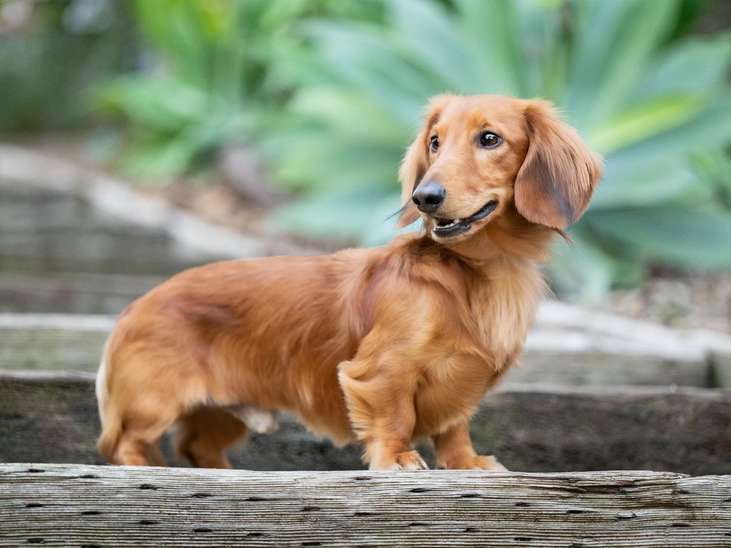 A golden long-haired Dachshund stands on wooden steps outdoors with green plants in the background.