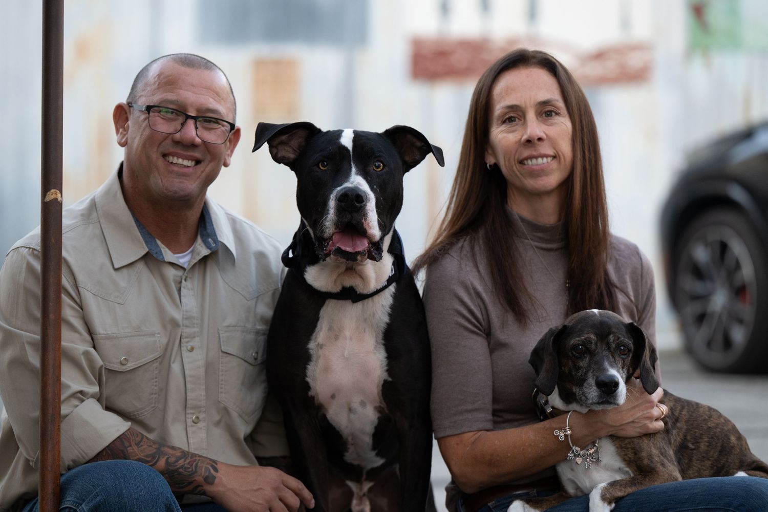 A series of four photos showing people posing with black and white Boston Terrier dogs in various indoor settings.