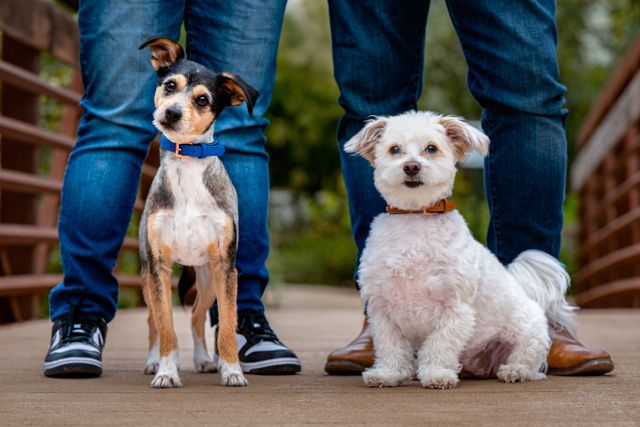 Two small dogs, one white and one black and white, pose on a wooden bridge with their owner.