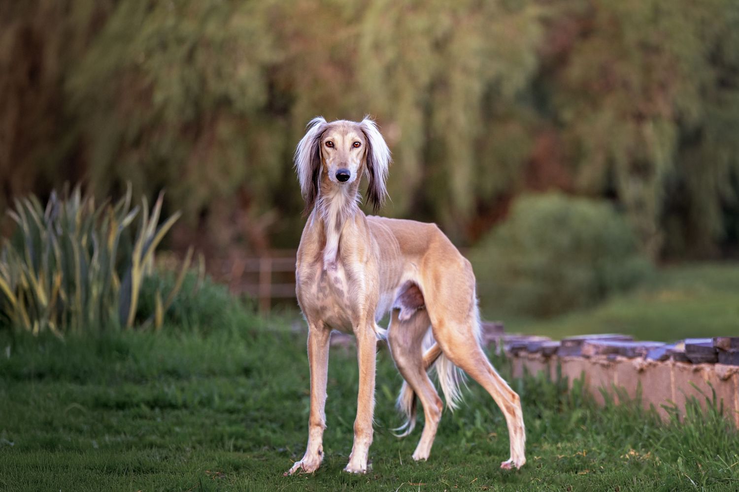 A Saluki dog stands gracefully in an outdoor setting with natural foliage in the background.