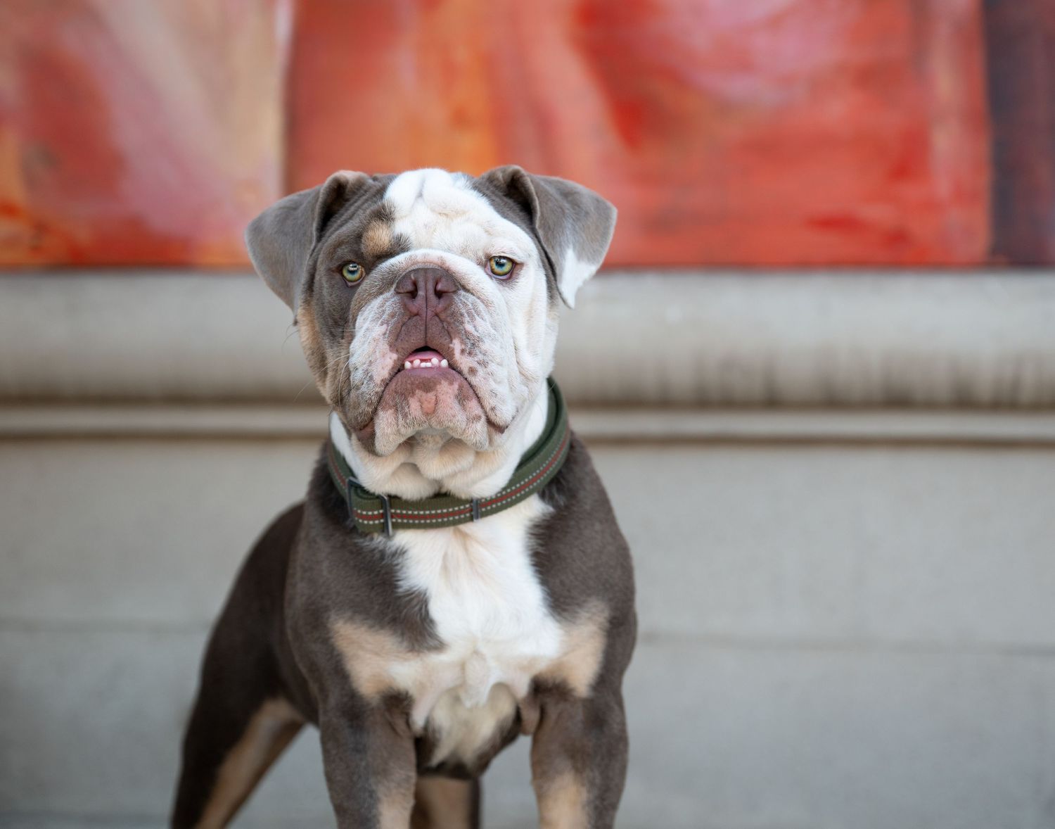 English bulldog portraits showing various expressions against a red background.