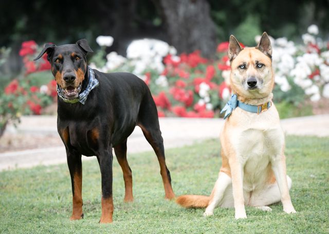 A Doberman and Husky mix sit together in a garden with red flowers in the background.