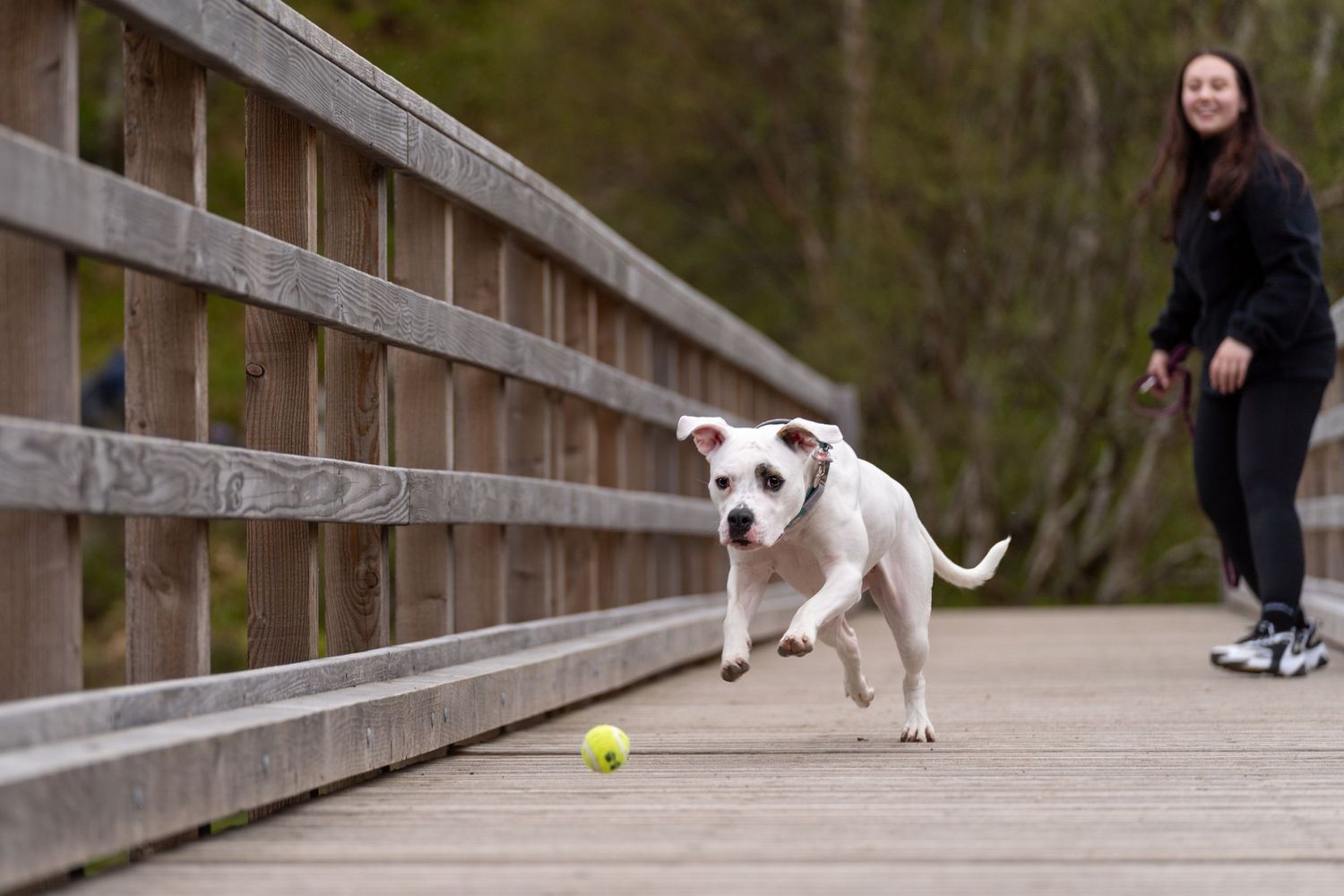 Dogs playing fetch with a tennis ball on a wooden boardwalk.