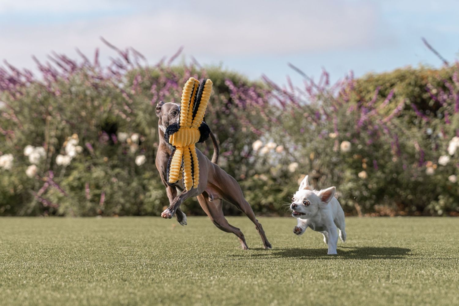 Dogs playing and running in a grassy field with flowering bushes in the background.