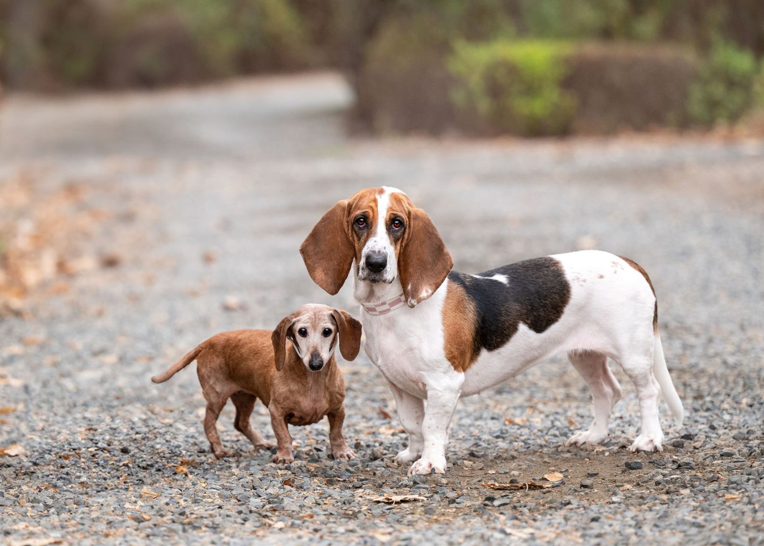 A small dachshund and a larger basset hound stand together on a gravel path outdoors.