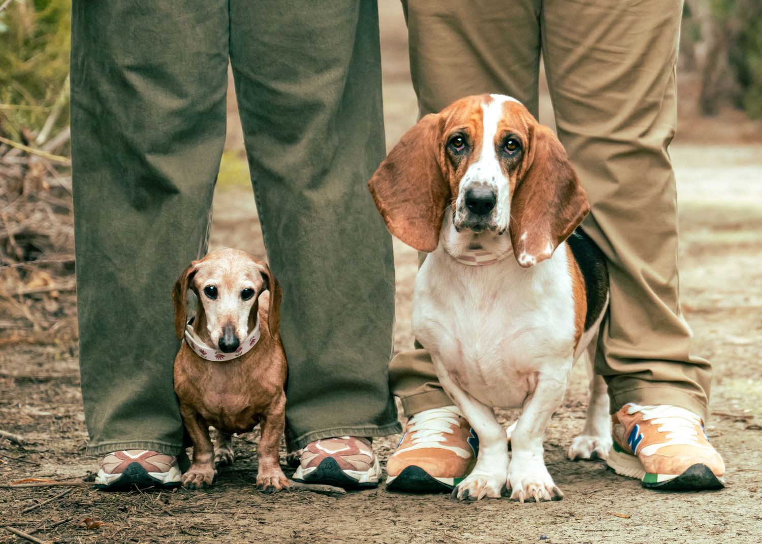 A lineup of different dog breeds standing next to their owners' legs outdoors.