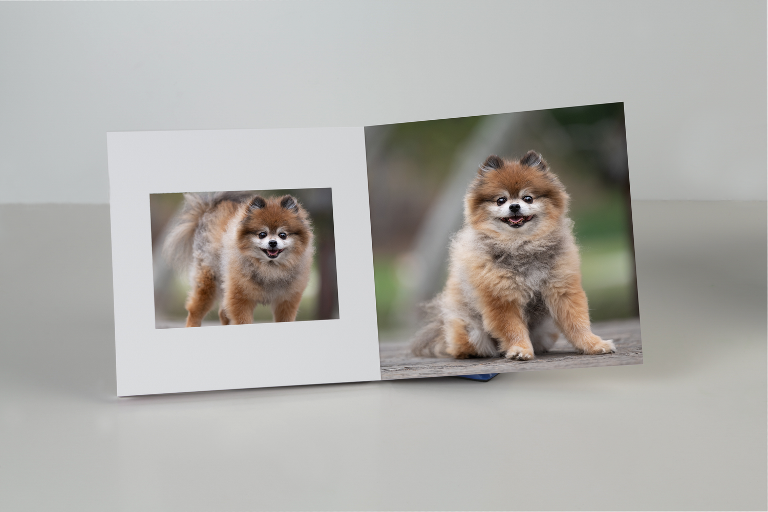 Collection of framed Pomeranian dog photos arranged in a minimalist display.