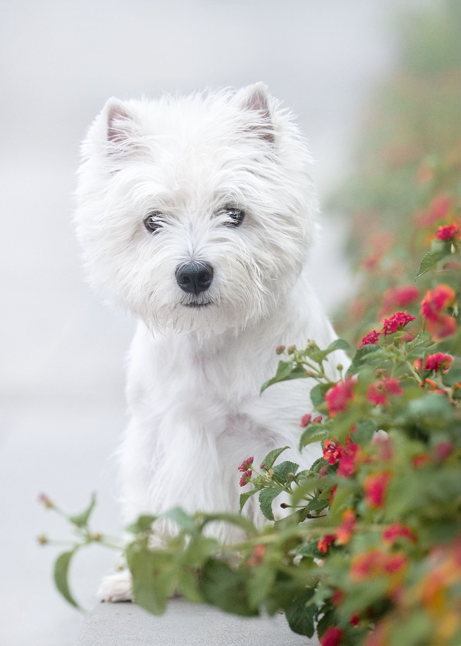 A white West Highland Terrier dog poses next to red flowers in a soft, dreamy portrait.