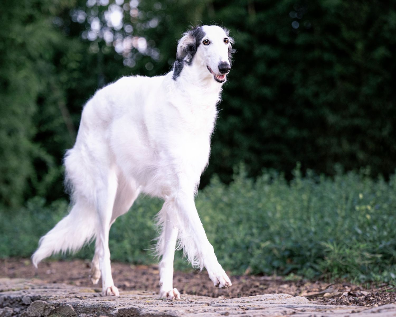 A white and black border collie dog stands attentively in a natural outdoor setting with green foliage in the background.