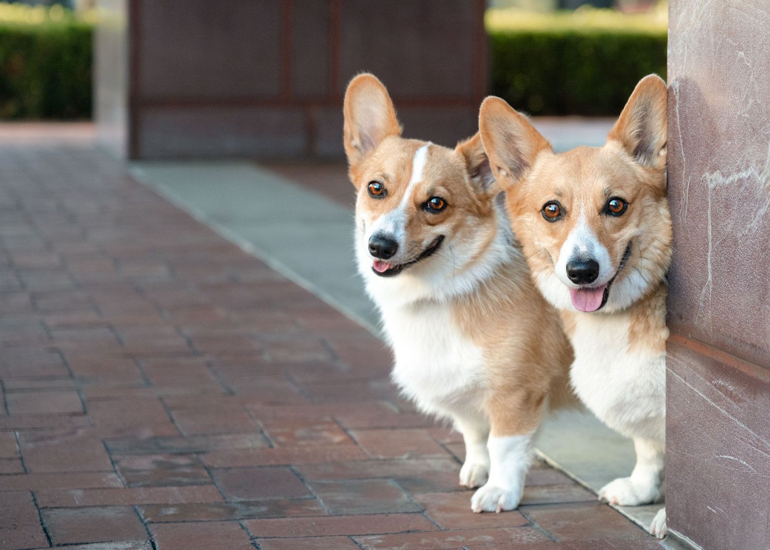 Two adorable Corgi dogs standing side by side on a brick pathway, both smiling with tongues out.