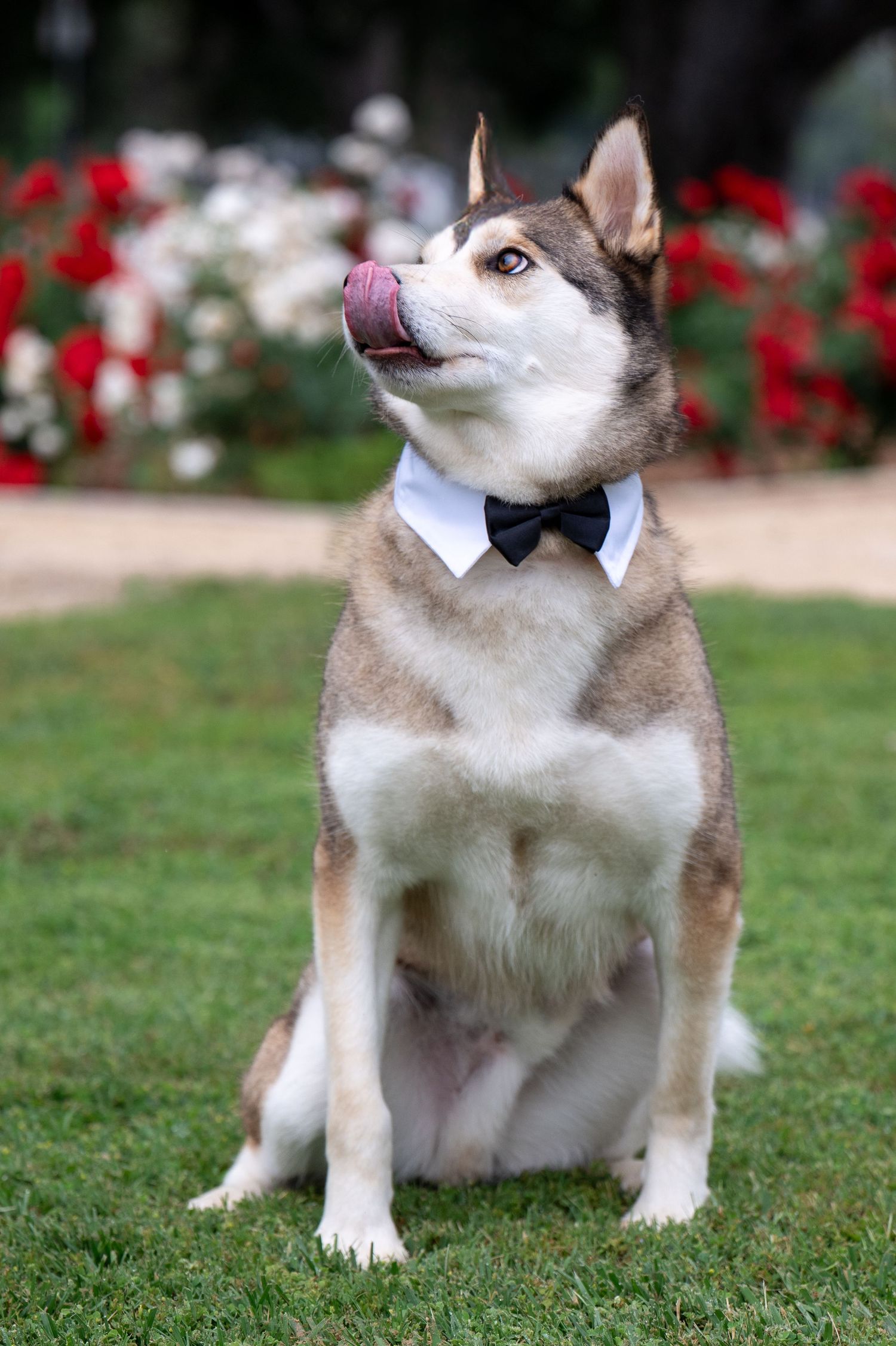 Husky wearing a bowtie sitting on green grass with red roses in the background.