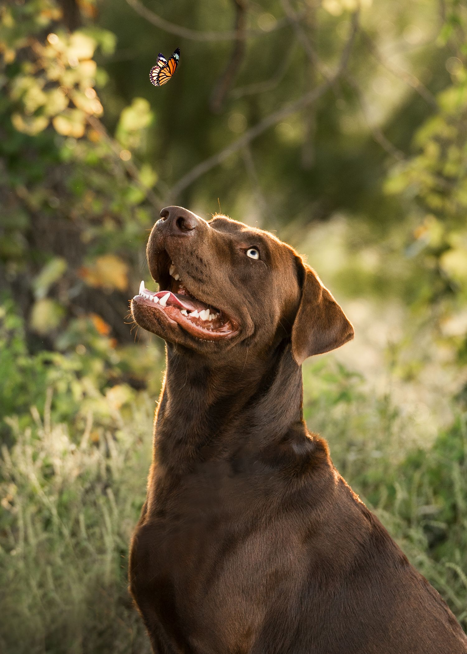 A chocolate Labrador watches a bee flying above with playful interest in a garden setting.