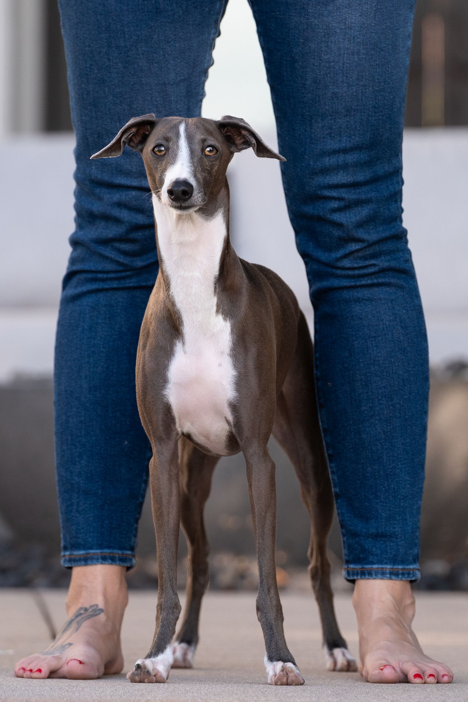 Italian Greyhound dog standing between legs wearing blue jeans.