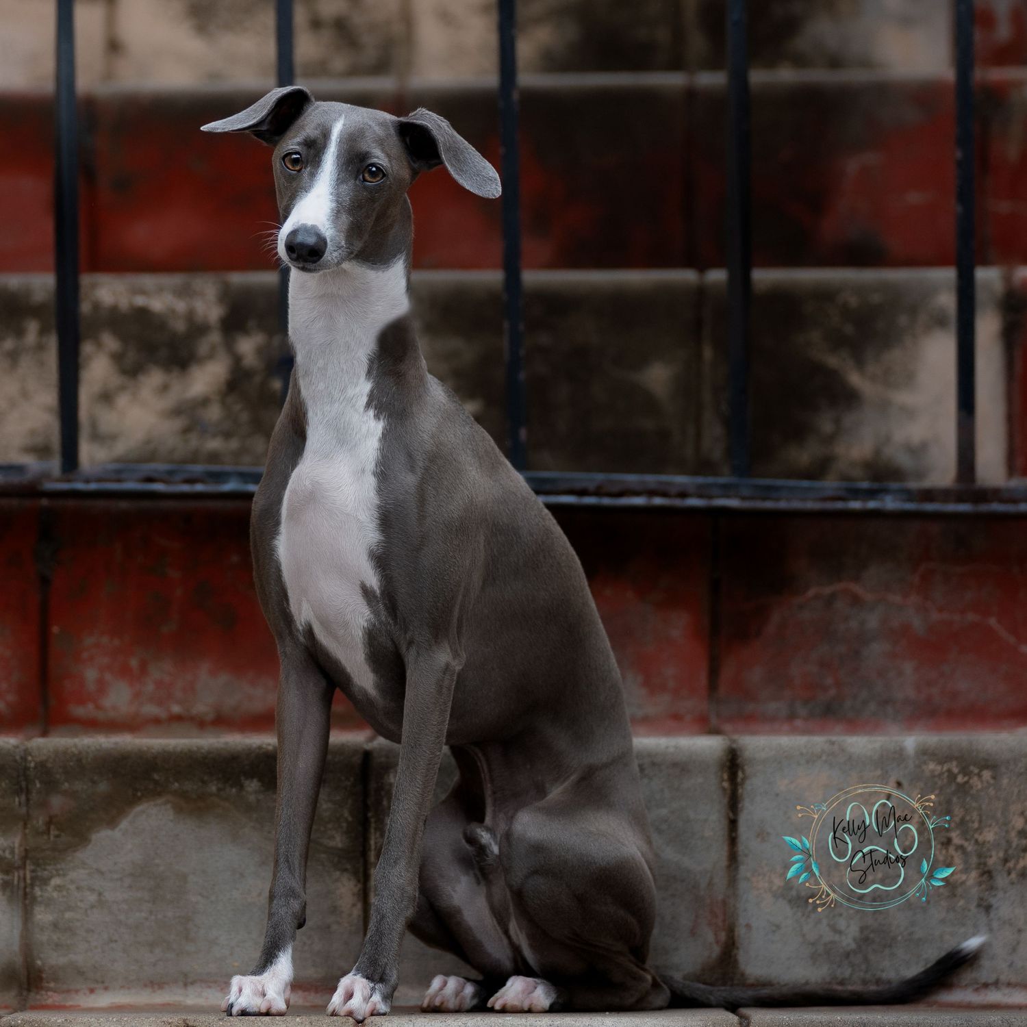 Grey and white Italian Greyhound sitting elegantly against a rustic red wall.